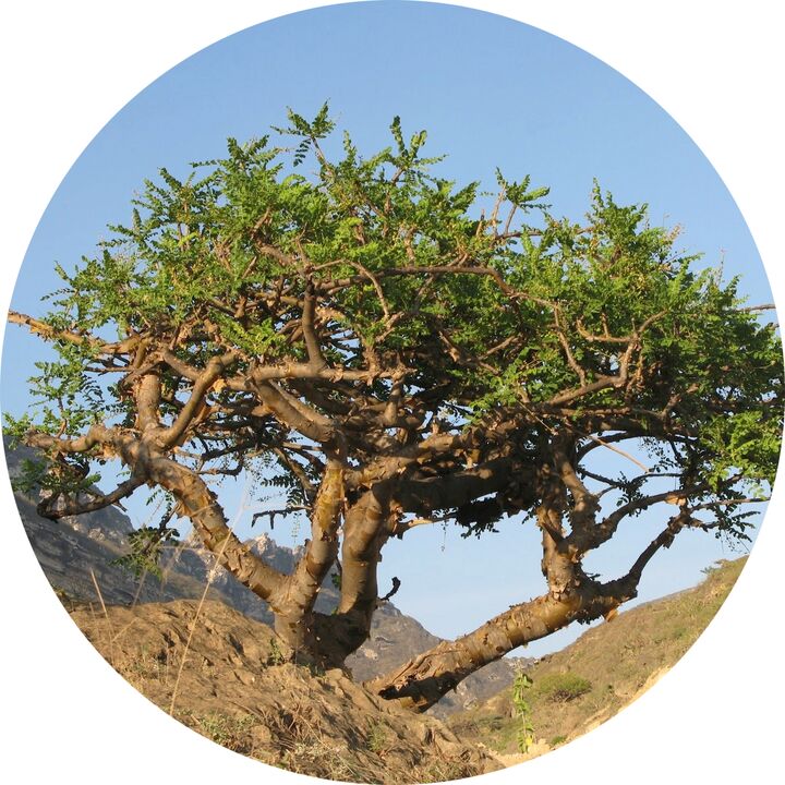 drvo bosvelije